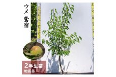 ＜すだ農園＞2年生 苗木 ◇ウメ(実梅)鶯宿(おうしゅく)[地掘苗 2024年] ※2025年11月中旬～2026年4月下旬頃に順次発送予定 ※北海道・沖縄・離島への配送不可