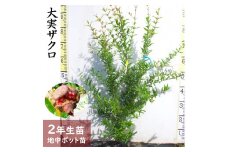 ＜すだ農園＞2年生 苗木 ◆ 大実ザクロ(柘榴)[地中ポット苗 2023年] ※2024年11月下旬～2025年4月頃に順次発送予定 ※北海道・沖縄・離島への配送不可