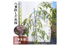 ＜すだ農園＞2年生 苗木 ◇サクラ(桜) 八重紅しだれ桜[地掘苗 2024年] ※2025年11月中旬～2026年4月下旬頃に順次発送予定 ※北海道・沖縄・離島への配送不可