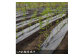＜すだ農園＞2年生苗◇サクラ(桜) 八重紅しだれ桜