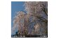 ＜すだ農園＞2年生苗◇サクラ(桜) 八重紅しだれ桜