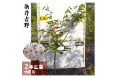 ＜すだ農園＞2年生 苗木 ◇サクラ(桜) 染井吉野(ソメイヨシノ)[地掘苗 2024年] ※2025年11月中旬～2026年4月下旬頃に順次発送予定 ※北海道・沖縄・離島への配送不可