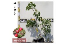 ＜すだ農園＞大苗◆ サンザシ(山査子)(品種おまかせ)[地中ポット苗]《果樹 果樹苗 健康 苗木 北京 西安》 ※2024年11月中旬～2025年4月末頃に順次発送予定 ※北海道・沖縄・離島への発送不可