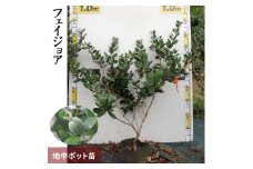 ＜すだ農園＞大苗◆ フェイジョア(品種おまかせ)[地中ポット苗]《果樹 果樹苗 常緑樹 苗木 クーリッジ アポロ 芳香》 ※2024年10月中旬～12月、2025年3月中旬～4月末頃に順次発送予定 ※北海道・沖縄・離島への発送不可
