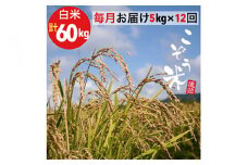 【12回定期便】京都 亀岡産 きぬひかり 「こぞう米」 5kg × 12ヶ月 合計60kg 毎月お届け《米 令和6年産 生活応援 訳あり》
※北海道・沖縄・離島への配送不可