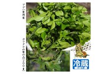 ＜すだ農園＞アゲハ 食用葉 (食樹)◇ カラタチの葉のみ《200g入》冷蔵便 ｜ 蝶 幼虫 餌 ※北海道・沖縄・離島への配送不可 ※2025年9月下旬頃までに順次発送予定