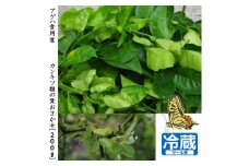 ＜すだ農園＞ アゲハ 食用葉 (食樹)◇ 柑橘類の葉 おまかせ(品種は色々)《200g入》冷蔵便 ｜ 蝶 幼虫 餌 ※北海道・沖縄・離島への配送不可 ※2025年6月下旬～9月下旬頃に順次発送予定