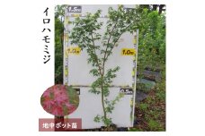 ＜すだ農園＞大苗◇モミジ（紅葉） イロハモミジ[実生・地中ポット苗]
※2024年10月下旬～2025年4月頃に順次発送
※北海道・沖縄・離島への配送不可