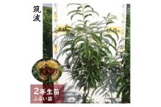 【先行予約】2年生苗クリ（栗 中生種）筑波（つくば）果樹栽培 おすすめ 自家収穫 家庭栽培 日本産栗 大粒栗 人気 実がなる木 家庭菜園※2025年11月中旬以降順次発送予定※北海道・沖縄・離島への配送不可