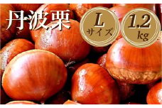 【先行予約】期間・数量限定 丹波栗 Lサイズ 1.2kg ＜丹波四季菜料理 宮本屋＞≪くり 栗 丹波産≫　※2025年9月下旬～10月下旬頃に順次発送予定