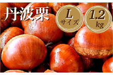 【先行予約】期間・数量限定 丹波栗 Lサイズ 1.2kg ＜丹波四季菜料理 宮本屋＞≪くり 栗 丹波産 丹波栗詰め合わせ 栗詰め合わせタンバ 丹波栗詰合せ クリ詰め合わせ Lサイズ栗詰め合わせ 丹波産栗詰め合わせ 宮本屋栗詰め合わせ 栗詰め合わせ先行予約 栗詰め合わせ期間 栗詰め合わせ数量限定 栗詰め合わせ2025年 詰合せ くり 詰め合わせ ≫　※2025年9月下旬～10月下旬頃に順次発送予定