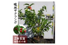 ＜すだ農園＞2年生 苗木 ◇暖地さくらんぼ [地中ポット苗 2024年] ※2025年12月上旬～2026年5月下旬頃に順次発送予定 ※北海道・沖縄・離島への配送不可