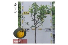 ＜すだ農園＞3年生 苗木 ◇カリン（花梨）[地掘苗 2023年] 果樹苗木 庭木 おすすめ 育てやすい 果物 家庭菜園 記念樹 シンボルツリー 人気 庭作り 実がなる木 ※2025年12月上旬～2026年4月下旬頃に順次発送予定 ※北海道・沖縄・離島への配送不可