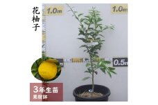 訳あり＜すだ農園＞3年生 苗木 ◇柑橘類 花柚子(ハナユ・花ユズ) [果樹鉢苗 2023年]  ※北海道・沖縄・離島への配送不可