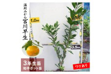 《訳あり》 3年生 苗木 温州ミカン（品種おまかせ）［地中ポット苗 2023年］自家栽培 人気 庭木 果物 柑橘類 シンボルツリー 庭作り 実がなる木 ※2025年10月中旬～2026年6月頃に順次発送(※2026年1月～4月上旬頃の配送不可) ※北海道・沖縄・離島への配送不可