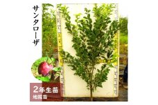 ＜すだ農園＞2年生 苗木 ◇スモモ(李 プラム)サンタローザ[地掘苗 2024年] ※2025年12月上旬～2026年4月下旬頃に順次発送予定 ※北海道・沖縄・離島への配送不可