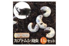 京都・亀岡産 カブトムシ 幼虫 11匹 セット《国産 昆虫 幼虫 オス メス 飼育 自由研究》