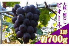 ＜たかはし農園＞《2025年産》農家直送！大粒の種なし葡萄 ピオーネ1房（700g前後）≪ぶどう たねなし 京都 丹波 南丹 亀岡 フルーツ≫
※2025年8月中旬頃より順次発送予定