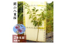 ＜すだ農園＞2年生 苗木 ◆ サクラ(桜) 関山八重桜(カンザンヤエザクラ)[地掘苗 2024年] ※2025年11月中旬～2026年4月下旬頃に順次発送予定 ※北海道・沖縄・離島への配送不可