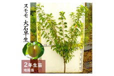 ＜すだ農園＞2年生 苗木 ◇スモモ(李 プラム)大石早生(おおいしわせ)[地掘苗 2024年] ※2025年12月上旬～2026年4月下旬頃に順次発送予定 ※北海道・沖縄・離島への発送不可