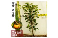 ＜すだ農園＞2年生 苗木◇カキ(甘柿)富有(ふゆう)[ふるい苗 2023年]
※2024年11月中旬頃～2025年4月下旬頃に順次発送予定
※北海道・沖縄・離島への配送不可