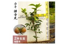 ＜すだ農園＞2年生 苗木◇カキ(不完全甘柿) 禅寺丸(ぜんじまる)[ふるい苗 2023年] ※2024年11月中旬頃～2025年4月下旬頃に順次発送予定 ※北海道・沖縄・離島への発送不可