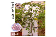 農園直送◇ サクラ (桜) 一重紅しだれ桜[地掘苗]＜すだ農園＞
※南関東、東海、関西、中国地方のみ配送可能（離島は不可）
※2025年3月上旬～3月中旬頃に順次配送予定