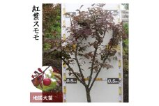 大苗◇紅葉スモモ(ベニバスモモ)[地掘苗]～実付実績あり～《果樹 果樹苗 苗木》 ※2024年11月中旬～2025年3月末頃に順次発送予定 ※北海道・沖縄・離島への配送不可