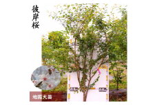 農園直送◇ サクラ (桜)彼岸桜(ヒガンザクラ)[地掘苗]＜すだ農園＞
※南関東、東海、関西、中国地方のみ配送可能（離島は不可）
※2025年3月上旬～3月中旬頃に順次配送予定
