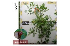 ＜すだ農園＞大苗 ◆ ナツメ(棗)[地中ポット苗]《果樹 果樹苗 落葉樹 苗木 育てやすい シンボルツリー》 ※2025年12月上旬～2026年5月下旬頃に順次発送予定 ※北海道・沖縄・離島への発送不可