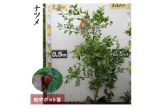 ＜すだ農園＞大苗 ◆ ナツメ(棗)[地中ポット苗]《果樹 果樹苗 落葉樹 苗木 育てやすい シンボルツリー》 ※2025年12月上旬～2026年5月下旬頃に順次発送予定 ※北海道・沖縄・離島への発送不可