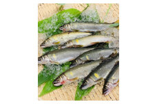 京都保津川の活〆天然鮎 | 鮎冷凍 鮎魚 鮎海鮮 天然鮎冷凍 天然鮎魚 天然鮎海鮮 活〆鮎冷凍 活〆鮎魚 活〆鮎海鮮 あゆ アユ 鮮魚 海産物 海の幸 冷凍あゆ 冷凍鮎 天然あゆ 天然アユ 鮎 天然鮎 取り寄せ お取り寄せ 川魚 魚介類 冷凍魚 海鮮 高級  ※北海道・沖縄・離島への配送不可