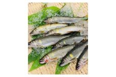 京都保津川の活〆天然鮎 | 鮎冷凍 鮎魚 鮎海鮮 天然鮎冷凍 天然鮎魚 天然鮎海鮮 活〆鮎冷凍 活〆鮎魚 活〆鮎海鮮 あゆ アユ 鮮魚 海産物 海の幸 冷凍あゆ 冷凍鮎 天然あゆ 天然アユ 鮎 天然鮎 取り寄せ お取り寄せ 川魚 魚介類 冷凍魚 海鮮 高級  ※北海道・沖縄・離島への配送不可