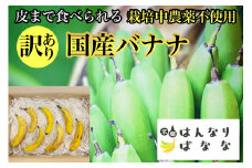 『京都はんなりばなな』1kg 皮まで食べられる 国産バナナ【訳あり】《栽培期間中農薬不使用 京都初 亀岡産 希少 規格外 フルーツ》 ※離島への配送不可