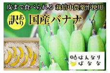 『京都はんなりばなな』1kg 皮まで食べられる 国産バナナ【訳あり】《栽培期間中農薬不使用 京都初 亀岡産 希少 規格外 フルーツ》 ※離島への配送不可