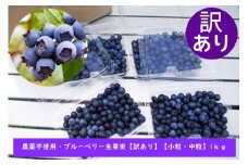 【訳あり】＜すだ農園＞栽培期間中農薬不使用 朝摘み ブルーベリー 生果実【小粒～中粒等不揃い】1kg ※8月～9月に順次発送《旬 果実 新鮮 フルーツ》 ※北海道・沖縄・離島への発送不可