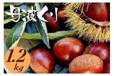 京都亀岡産 丹波くり 大粒 2L～3Lサイズ 1.2kg◇【期間限定 数量限定】《栗 くり 丹波栗》
※北海道・沖縄・離島への配送不可
※2024年9月中旬頃より順次発送予定
