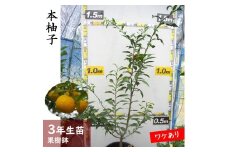 《訳あり》3年生 苗木 ◇柑橘類 本柚子(ほんゆず)[果樹鉢苗 2023年] ※北海道・沖縄・離島への配送不可