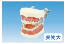歯の模型 歯磨き指導用 実物大モデル（歯着脱可）《歯 模型 歯列模型 歯模型 顎模型 歯医者使用 教材》
※着日指定不可