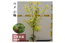 ＜すだ農園＞2年生 苗木◇ウメ(実梅) 小梅[地掘苗 2024年] ※2025年11月中旬～2026年4月下旬頃に順次発送予定 ※北海道・沖縄・離島への配送不可