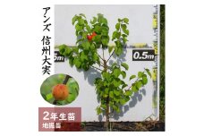 ＜すだ農園＞2年生 苗木 ◇アンズ(杏) 信州大実[地掘苗 2024年] ※2025年11月中旬～2026年4月下旬頃に順次発送予定 ※北海道・沖縄・離島への配送不可