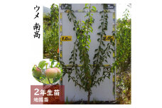 ＜すだ農園＞2年生 苗木 ◇ウメ(実梅) 南高[地掘苗 2024年] ※2025年11月中旬～2026年4月下旬頃に順次発送予定 ※北海道・沖縄・離島への配送不可