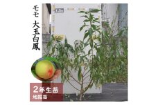 ＜すだ農園＞2年生 苗木◆モモ(桃) 大玉白鳳(おおだまはくほう)[地掘苗 2023年]
※2024年11月中旬～2025年4月頃に順次発送予定
※北海道、沖縄、離島への配送不可