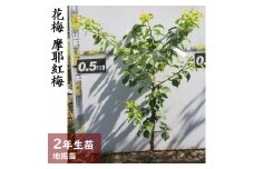 ＜すだ農園＞2年生 苗木 ◇ウメ(花梅) 摩耶紅梅(まやこうばい)[地掘苗 2024年] ※2025年11月中旬～2026年4月下旬頃に順次発送予定 ※北海道・沖縄・離島への配送不可
