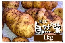 無農薬栽培 自然薯（亀岡産クーガ芋）1kg 期間限定《いも 芋 山芋 琉球自然薯》