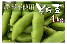 甘～い そら豆4kg【期間限定】京都府・亀岡産 自然栽培のかたもとオーガニックファームよりお届け ※2025年4月末頃～6月中旬に順次発送予定 ※離島への配送不可