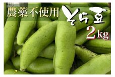甘～い そら豆 2kg【期間限定】京都府・亀岡産 自然栽培のかたもとオーガニックファームよりお届け ※2025年4月末頃～6月中旬に順次発送予定 ※離島への配送不可