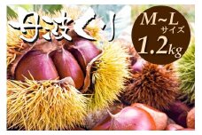 京都亀岡産 丹波くり M～Lサイズ 1.2kg【期間限定 数量限定】
《栗 くり 丹波栗 小粒 お菓子用》
※北海道・沖縄・離島への配送不可
※2024年9月中旬～10月中旬ごろに順次発送予定