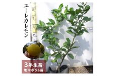 《訳あり》3年生 苗木 ◇柑橘類 レモン(檸檬)ユーレカレモン[地中ポット苗 2023年] ※2025年10月中旬～2026年6月頃に順次発送予定(※2026年1月～2026年4月上旬頃の間は配送不可) ※北海道・沖縄・離島への配送不可