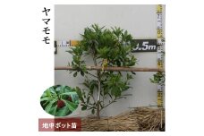 大苗 ◇ ヤマモモ(山桃) (品種おまかせ)[地中ポット苗] 《果樹 果樹苗 落葉樹 苗木 瑞光 森口 やまもも》 ※2024年10月中旬～12月、2025年3月中旬～4月末頃に順次発送予定 ※北海道・沖縄・離島への配送不可